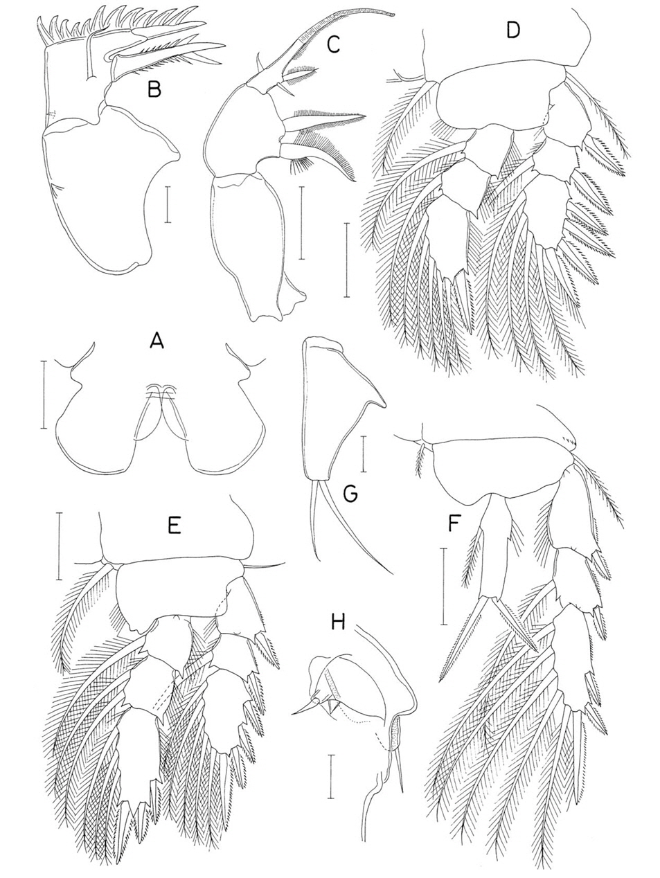 Kelleria vasfera n. sp., female. A, Labrum; B, Maxilla; C, Maxilliped; D, Leg 1; E, Leg 2; F, Leg 4; G, Leg 5 exopod; H, Right genital area, dorsal. Scale bars: A, C-F=0.05 mm, B, G, H=0.02 mm.