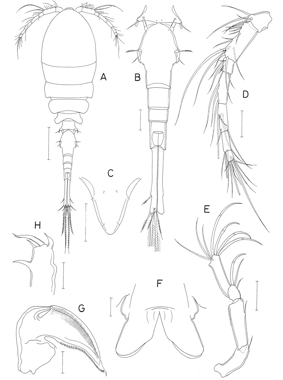 Pseudanthessius stenosus n. sp., female. A, Habitus, dorsal; B, Urosome, dorsal; C, Rostrum; D, Antennule; E, Antenna; F, Labrum; G, Mandible; H, Maxillule. Scale bars: A=0.2 mm, B-D=0.05 mm, E-H=0.02 mm.