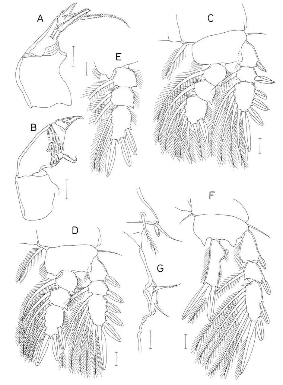Pseudanthessius stenosus n. sp., female. A, Maxilla; B, Maxilliped; C, Leg 1; D, Leg 2; E, Leg 3 endopod; F, Leg 4; G, Right side of first two urosomites, dorsal. Scale bars: A-G=0.02 mm.