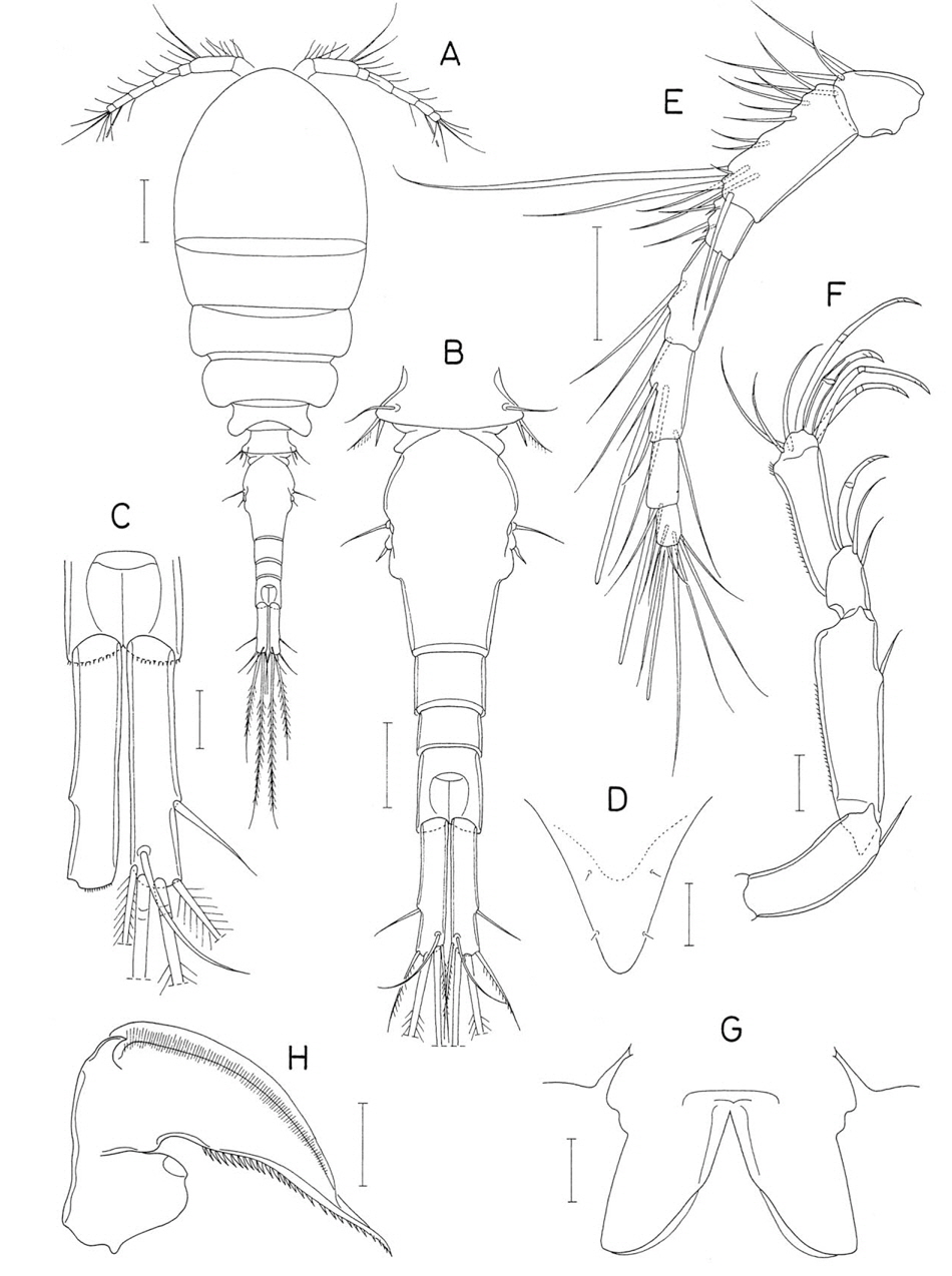 Pseudanthessius phuketensis n. sp., female. A, Habitus, dorsal; B, Urosome, dorsal; C, Caudal rami, dorsal; D, Rostrum; E, Antennule; F, Antenna; G, Labrum; H, Mandible. Scale bars: A=0.1 mm, B, E=0.05 mm, C, D, F-H=0.02 mm.