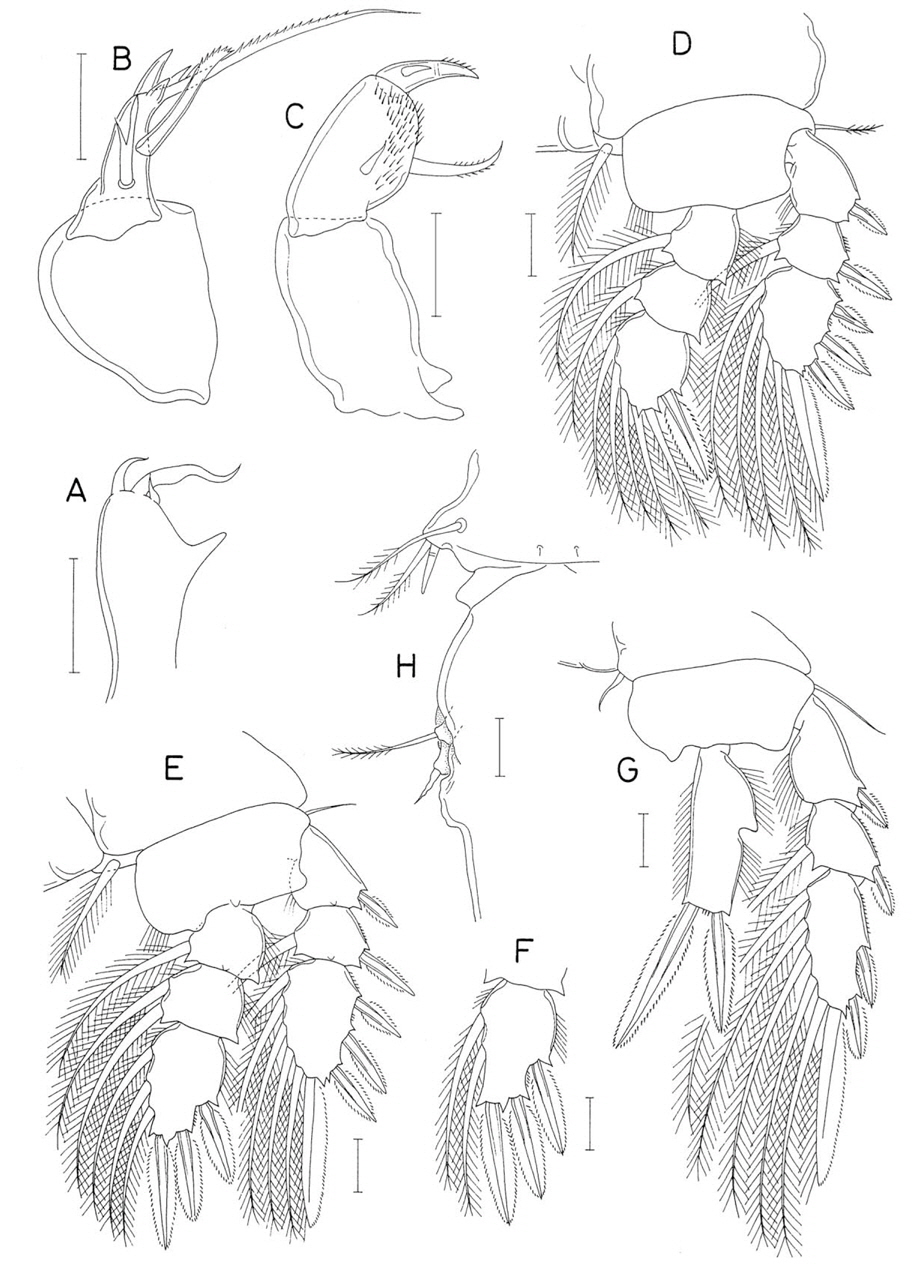 Pseudanthessius phuketensis n. sp., female. A, Maxillule; B, Maxilla; C, Maxilliped; D, Leg 1; E, Leg 2; F, Third endopodal segment of leg 3; G, Leg 4; H, Left side of first two urosomites, dorsal. Scale bars: A-H=0.02 mm.