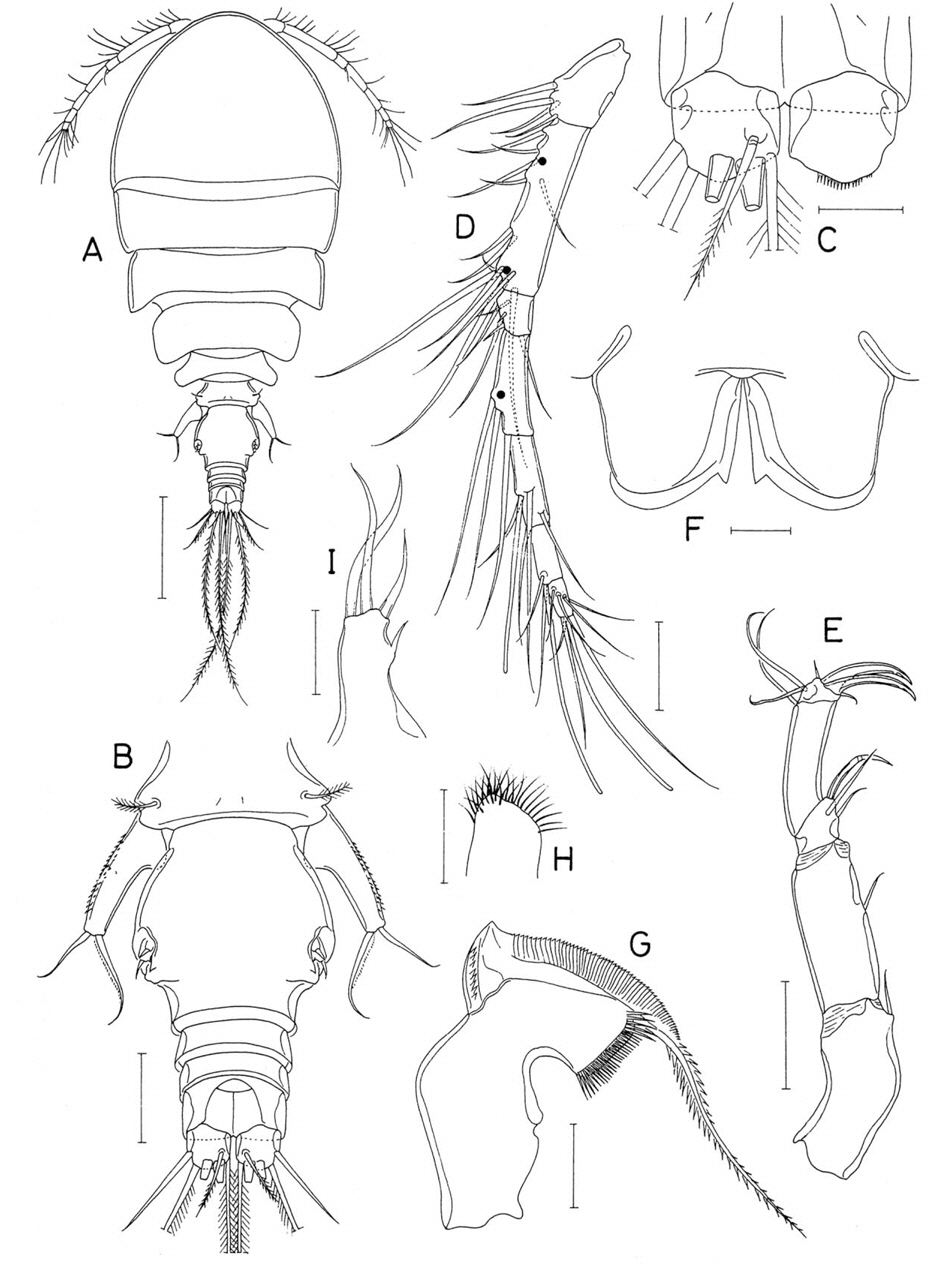 Doridicola pattayensis n. sp., female. A, Habitus, dorsal; B, Urosome, dorsal; C, Caudal rami, dorsal; D, Antennule; E, Antenna; F, Labrum; G, Mandible; H, Paragnath; I, Maxillule. Scale bars: A=0.2 mm, B, D, E=0.05 mm, C, F-I=0.02 mm.