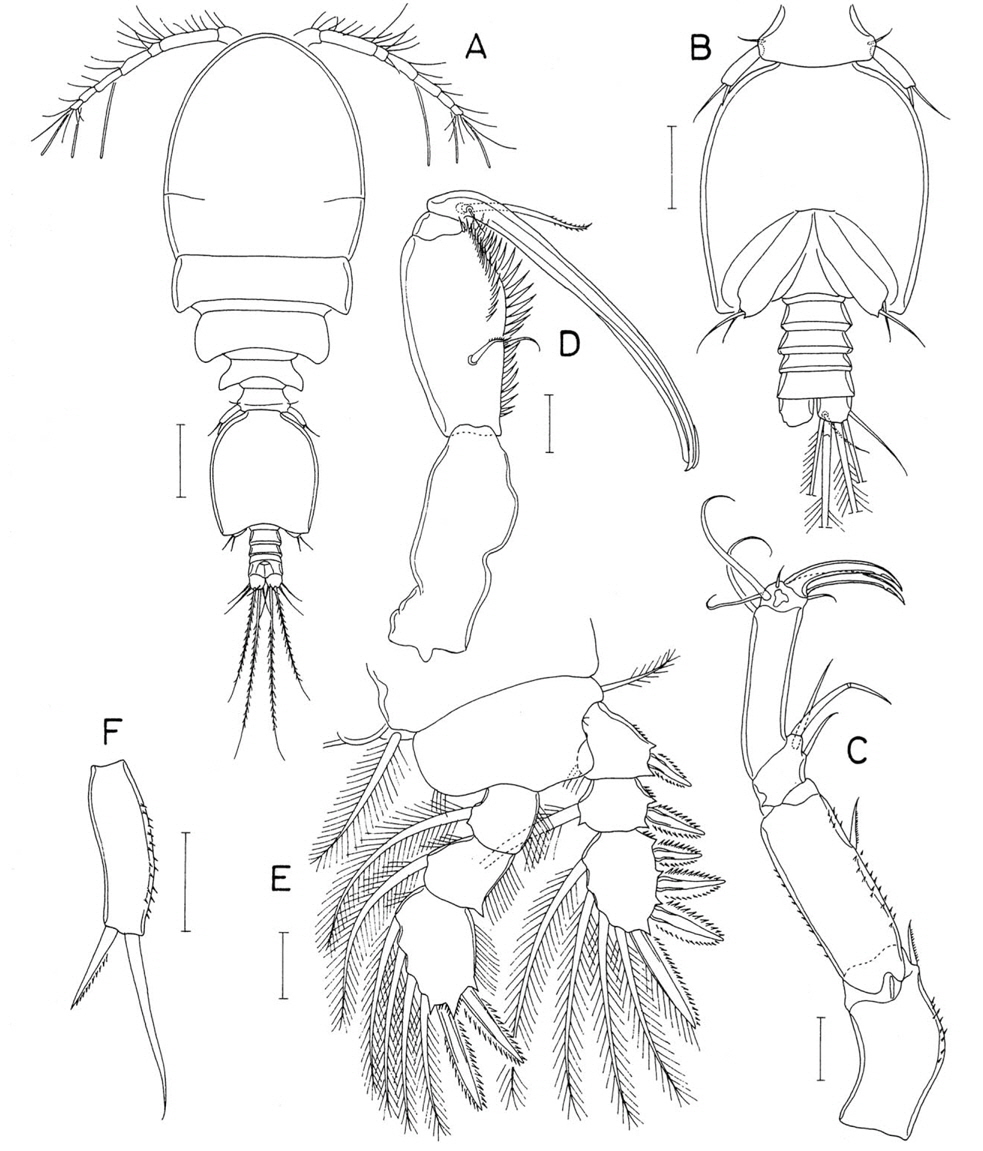 Doridicola pattayensis n. sp., male. A, Habitus, dorsal; B, Urosome, ventral; C, Antenna; D, Maxilliped; E, Leg 1; F, Leg 5 exopod. Scale bars: A=0.1 mm, B-F=0.02 mm.