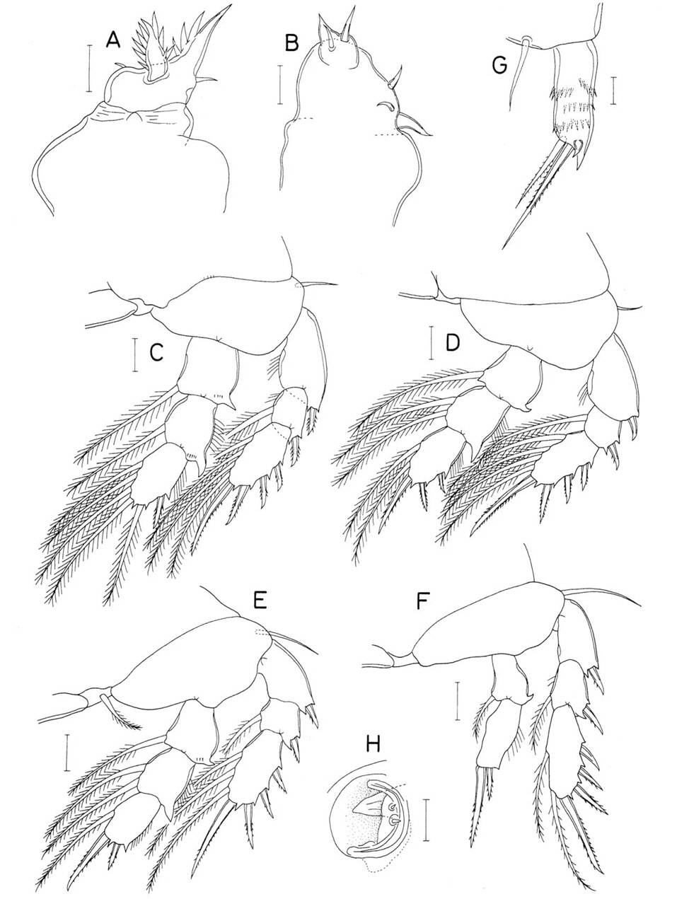 Lambanetes stichodactylae Humes, female. A, Maxilla; B, Maxilliped; C, Leg 1; D, Leg 2; E, Leg 3; F, Leg 4; G, Leg 5; H, Genital aperture. Scale bars: A-H=0.02 mm.