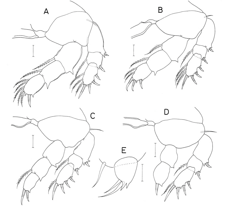 Lambanetes mollis n. sp., female. A, Leg 1; B, Leg 2; C, Leg 3; D, Leg 4; E, Leg 5. Scale bars: A-E=0.02 mm.
