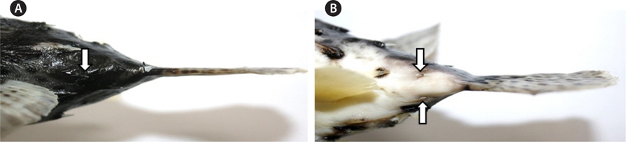Dorsal (A) and ventral surface (B) of caudal peduncle for Diodon hystrix. Arrows indicate small spines.