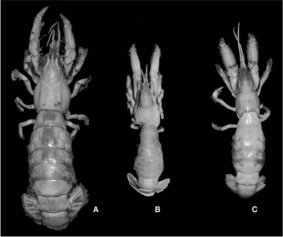 Dorsal views of three mud shrimps. A, Upogebia major (De Haan, 1839); B, Upogebia issaeffi (Balss, 1913); C, Austinogebia wuhsienweni (Yu, 1931).