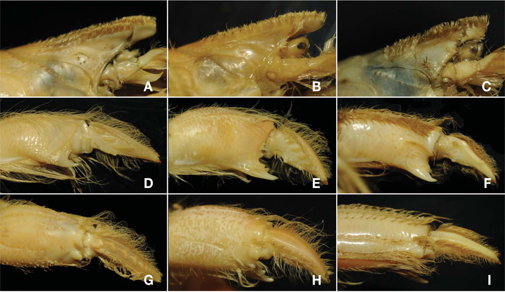 Anterior part of carapace, lateral view. A, Upogebia major (De Haan, 1839); B, Upogebia issaeffi (Balss, 1913); C, Austinogebia wuhsienweni (Yu, 1931). Male first pereiopod, inner view. D, Upogebia major (De Haan, 1839); E, Upogebia issaeffi (Balss, 1913); F, Austinogebia wuhsienweni (Yu, 1931). Male first pereiopod, outer view. G, Upogebia major (De Haan, 1839); H, Upogebia issaeffi (Balss, 1913); I, Austinogebia wuhsienweni (Yu, 1931).