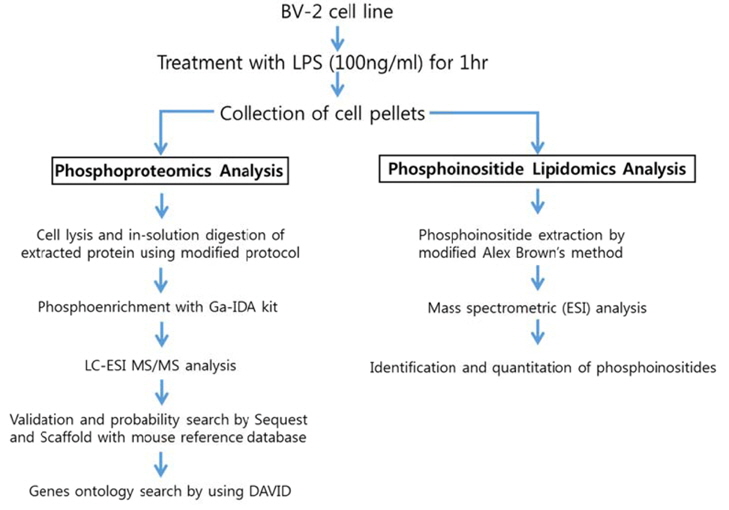 Experimental scheme for phosphoproteomic and phosphoinositide lipidomic analysis of BV-2 cell line activated by LPS.