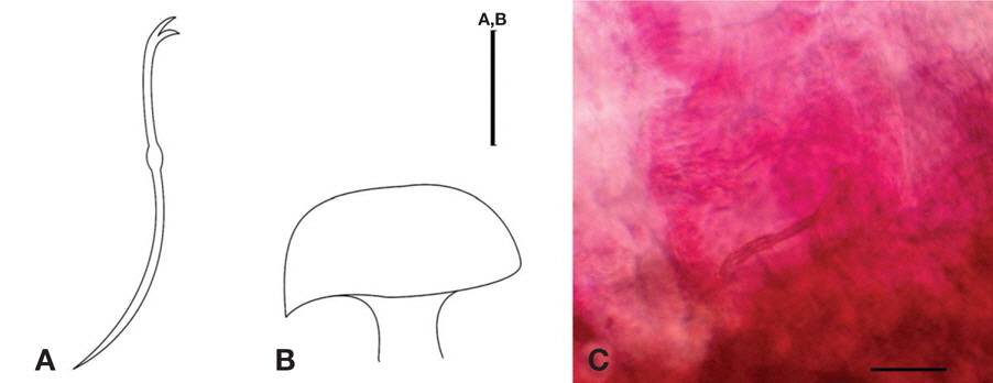 Linmodrilus profundicola (Verrill, 1871). A, Ventral chaeta; B, Penial sheaths; C, Head of penial sheaths. Scale bars: A-C=1μm.