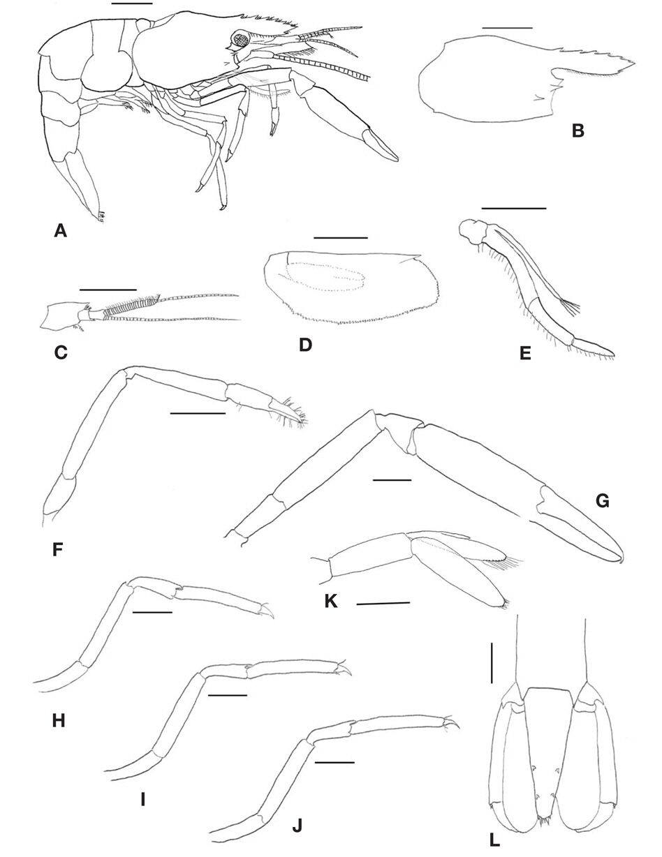 Periclimenes brevicarpalis (Schenkel, 1902), female (postorbital carapace length 5.25 mm). A, Habitus, lateral; B, Carapace, lateral; C, Left antennule, dorsal; D, Left antennal scale, dorsal; E, Right third maxilliped, lateral; F, Right first pereiopod, lateral; G, Right second pereiopod, lateral; H, Right third pereiopod, lateral; I, Right fourth pereiopod, lateral; J, Right fifth pereiopod, lateral; K, Right first pleopod, dorsal; L, Telson and uropod, dorsal. Scale bars: A-C=2 mm, D-L=1 mm.