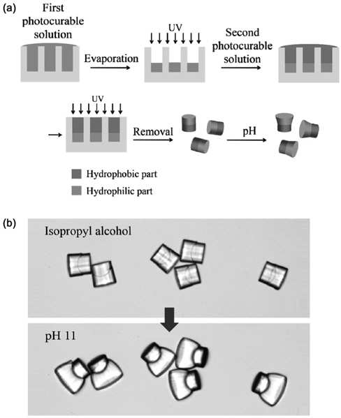 Synthesis of pH responsive Janus particles. (a) Schematic illustration of Synthesis of Janus particles using micromolding method. (b) Shape change of hydrophilic part in Janus particle via pH stimuli responsiveness ; All scale bar is 50 μm.