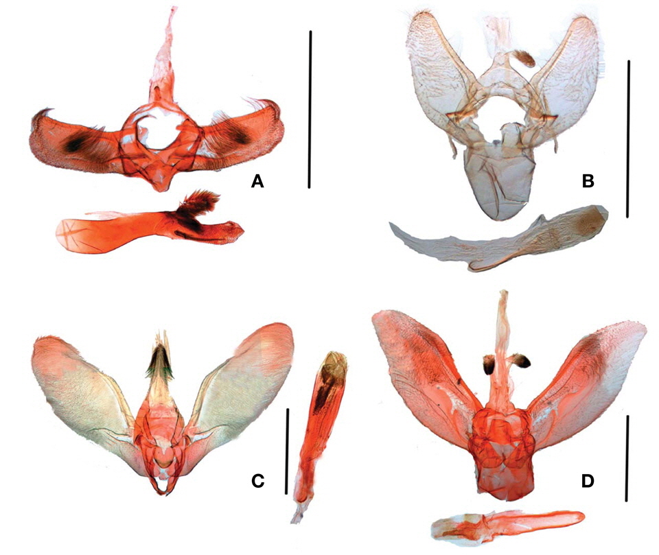 Male genitalia: A, Diplopseustis perieresalis; B, Dolicharthria bruguieralis; C, Herpetogramma ochrimaculale; D, Omiodes diemenalis. Scale bars: A-D=1 mm.