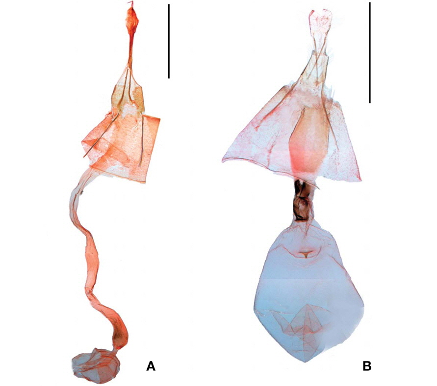 Female genitalia: A, Diplopseustis perieresalis; B, Dolicharthria bruguieralis. Scale bars: A, B=1 mm.
