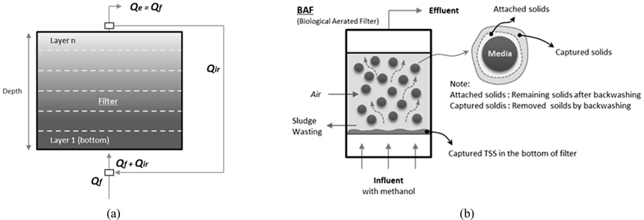 Schematic diagram of BAF for modelling (a) and the concept of suspended solids removal by media (b).