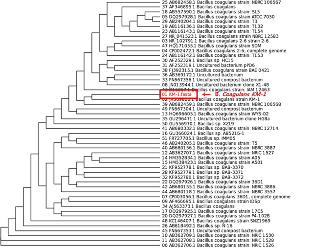 Phylogenetic tree of Bacillus coagulans KM-1 based on 16S rDNA sequencing.