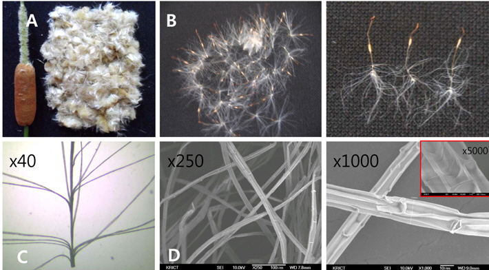 Generation and morphological photograph of Typha latifolia (TYPLA) seed fibers. A: Cattail head (fruit), B: Fluffy seeds, C: Microscopic view of seed fiber, D: Electron microscopic view of fiber.
