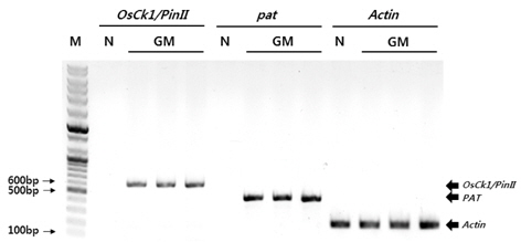 Confirmation of the T-DNA genes on the Disease Resistant (OsCK1) rice and non-Genetically modified (non-GM) rice. M, 100bp DNA ladder; N, non-GM rice (Nakdong); GM, OsCK1 rice LS28 30-32-20-9-7 lines