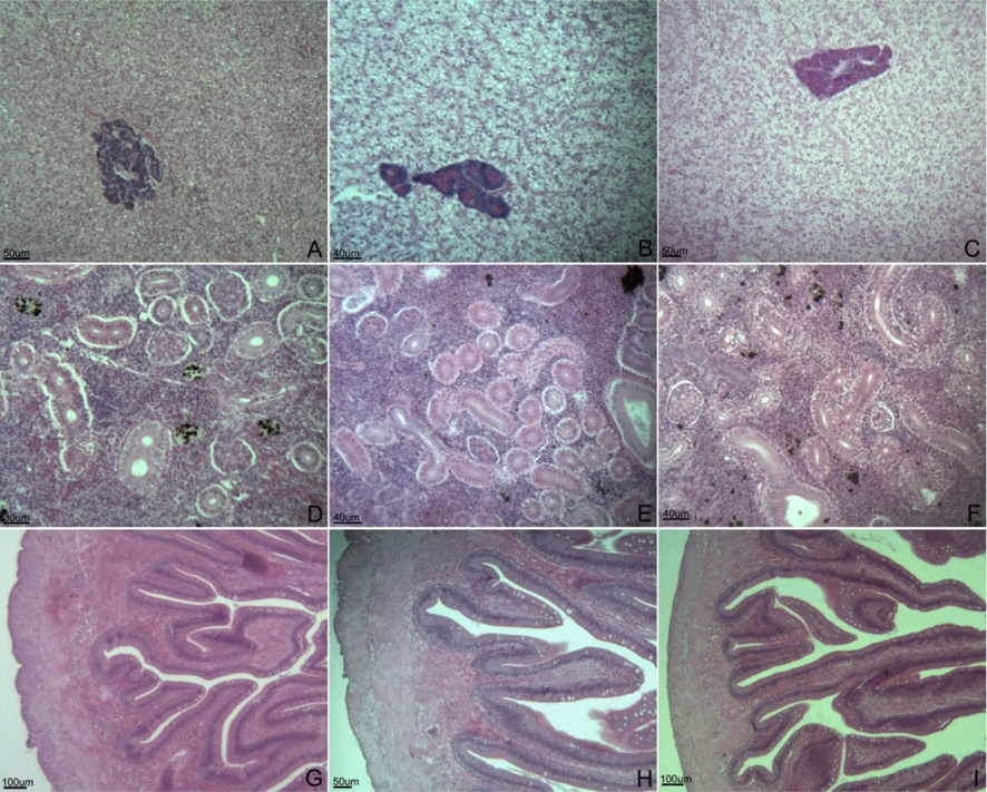 Histological changes of the hepatopancreas, kidney and anterior intestine of olive flounder Paralichthys olivaceus fed the experimental diet for 3 weeks. A, D and G: 0% group (A, hepatopancreas; D, kidney; G, anterior intestine), B, E and H: 0.5% group (B, hepatopancreas; E, kidney; H, anterior intestine), C, F and I: S (satiation, 0.9%) group (C, hepatopancreas; F, kidney; I, anterior intestine).