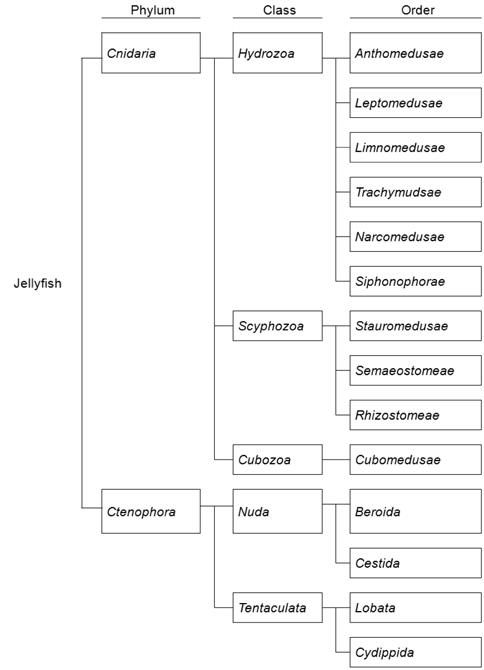 Classification of jellyfish.