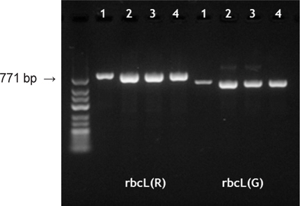PCR results from total genomics DNA of Pyropia seafoods. rbcL (R) is the PCR product of Pyropia rbcL gene and rbcL (G) is the amplicon of rbcL region of Ulva species. 1-3. 'Parae-gim' made with Py. yezoensis and U. linza. 4. 'Gamtae-gim' made with Py. yezoensis and U. prolifera. GeneRuler Low range DNA ladder (Thermo Scientific, USA) was used for a size marker of PCR products.