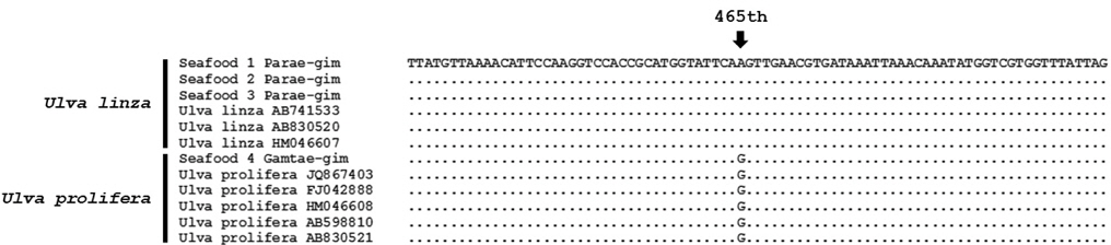 rbcL sequence alignment of Ulva linza and U. prolifera. Informative point mutation was found in 465th nucleotide from 5’-end of rbcL gene sequence. This informative site showed A/G point mutation. Ulva linza had 'A' and U. prolifera represented 'G' on this informative site.