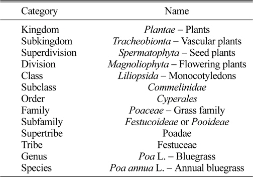Taxonomical classification of annual bluegrass.