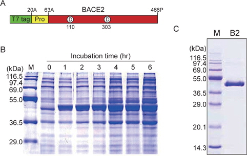 Schematic diagram and expression analysis of recombinant BACE2. (A) A schematic view of the expressed BACE2 protease. T7-tag, T7 sequence; Pro, Pro domain; BACE2, mature protease region; D, active-site aspartic acid. (B) SDS-PAGE profiles of BACE2 protease expressed in various time periods (0, 1, 2, 3, 4, 5, 6h) after induction by 1mM IPTG. The expression of the recombinant BACE2 protease was confirmed by the 12.5% SDS-PAGE under reducing condition and Coomassie brilliant blue staining. M, molecular weight markers. (C) SDS-PAGE of the purified BACE2. SDS-PAGE (12.5%) was run under nonreducing conditions followed by Coomassie brilliant blue staining. Protein standards are shown on the left. B2, purified BACE2.