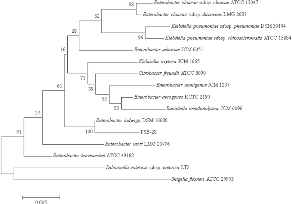 Phylogenetic tree based on 16S rRNA gene sequences, showing the position of isolated phosphate solubilizing bacterial strain (PSB-28) with respect to related species. The scale bar indicates 0.002 substitutions per nucleotide position and accession numbers are given in parenthesis.