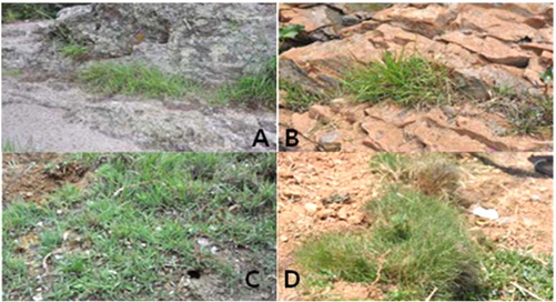 Four types of native zoysiagrasses grow in southern Korea. A: Zoysia japonica; B: Natural hybrid Zoysiagrass; C: Zoysia sinica; D: Zoysia matrella