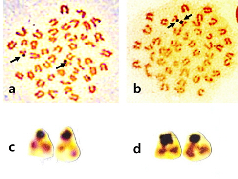 Silver-stained metaphases of female (a) and male (b) Platichthys stellatus and partial karyotype of Ag-NOR positive chromosome pairs (c & d). Arrows indicate silver-stained NORs signal.