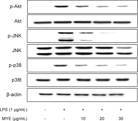 Effect of MYE on the phosphorylations of MAPKs and Akt in LPS- stimulated RAW 264.7 cells. Western blot analysis of MAPK and Akt phosphorylations. Cells were incubated with various concentrations of MYE for 1 h, and then stimulated with LPS (1 μg/mL) for 30 min. Whole cell lysates were prepared and analyzed by Western blot for total and phosphorylated proteins of Akt, JNK, or p38 MAPK using respective primary antibody. The results presented are representatives of three independent experiments.