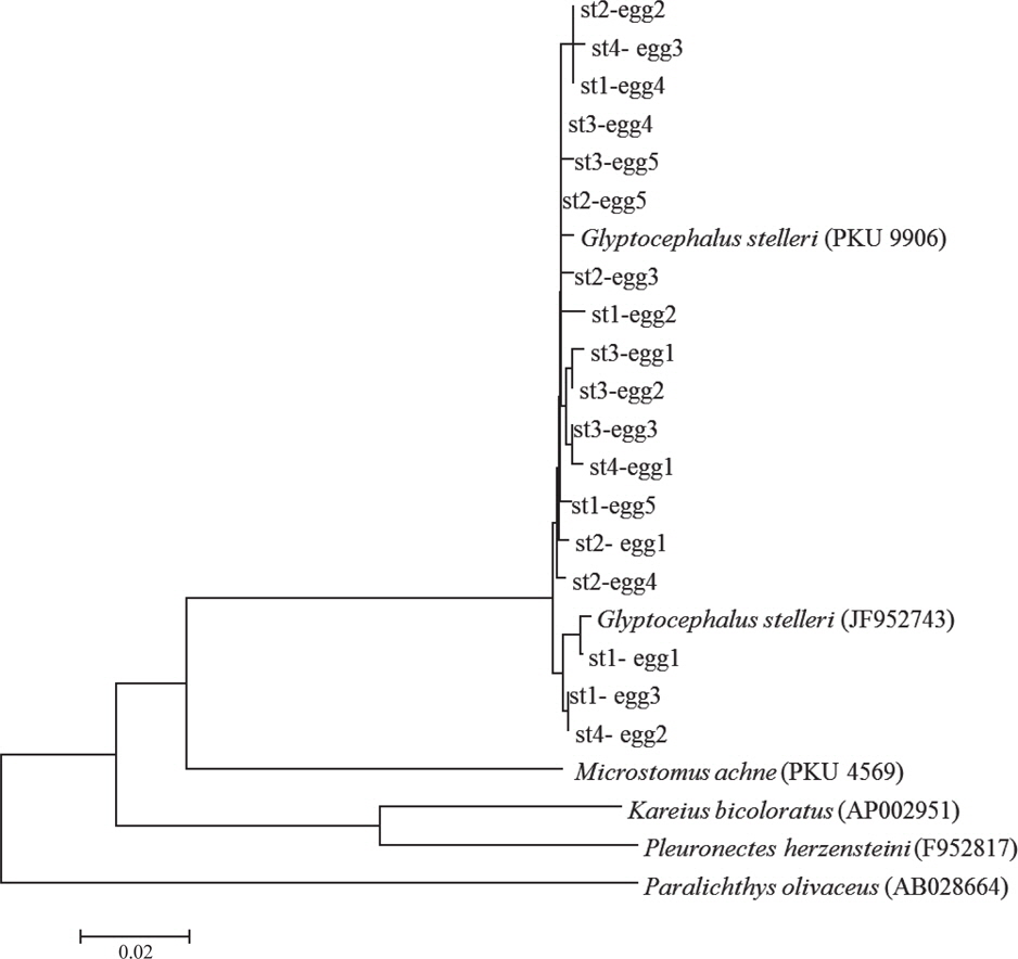 Neighbor-joining tree based on mtDNA COI sequences (510bp) showing the relationship between 18 individuals of eggs and four pleuronectids fish, with one outgroup Paralichthys olivaceus..