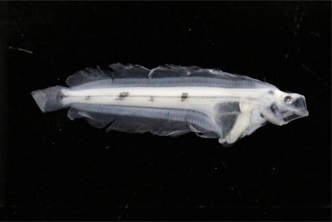 Post flexion larva of G. stelleri (23.0 mm SL) from Wang-dol-cho, East Sea on 24, April.