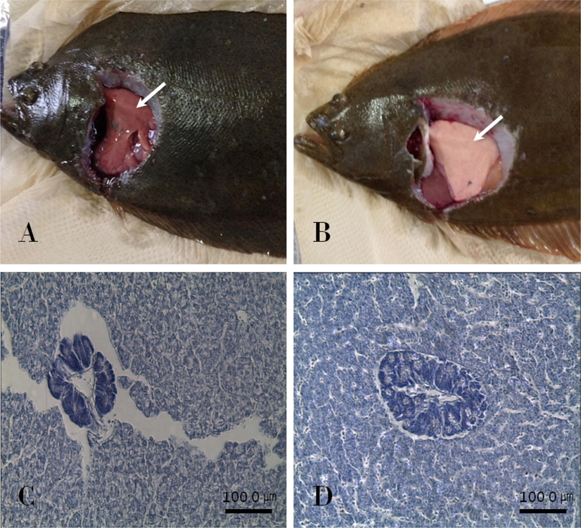 Liver appearance and histological analysis of olive flounder Paralichthys olivaceus (A, C, control; B, D, calcium diet).