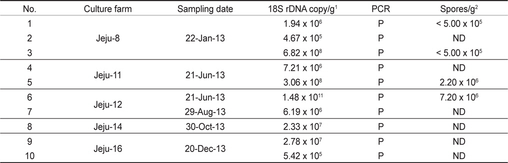 Quantification of Kudoa septempunctata infection in the positive fish from the study. P, positive; ND, not detected.