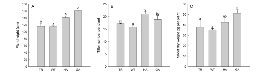 Vegetative characteristics of transgenic (TR), wild-type (WT) and weedy rice (HA: Hwaseong-aengmi 1; GA: Gwangyangaengmi 12). Data are means + standard deviations. Values followed by the same letters are not significantly different (HSD test, p < 0.05).