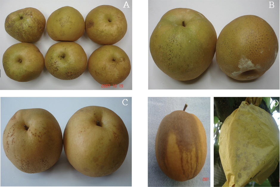Fruit skin symptom at harvest as influenced by treatment of lime sulfur coated bag and amino acid fertilizer of ‘Niitaka’ pear in 2007 (A: Lime sulfur 20mL coated bag, B: Sulfur powder 2g input bag, C: Soybean oil 20mL coated bag, D: Amino acid fertilizer tree-spray). *Bagging time : June 25.
