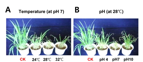 Herbicidal activity of culture broth of MS-80673 to Digitaria sanguinalis. A: Optimization of cultivation temperature at pH 7 in Bennett’s medium. B: Optimization of pH at 28°C in Bennett’s medium. The representative pictures were taken at 7 days after foliar application (CK: control plant with Bennett’s medium treatment).