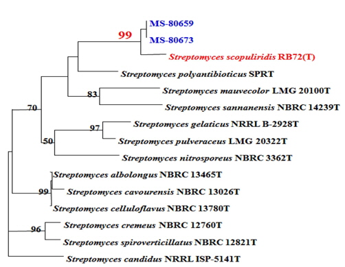 Neighbour-joining phylogenetic tree of two candidate strains that produced herbicidal active metabolite. Phylogenetic analysis was accomplished by PHYDIT ver. 3.0 based on 16SrDNA sequences of MS-80659, MS-80673 and 13 species of related Streptomyces. Numbers at nodes are levels of bootstrap support from 1,000 resampled dataset. The scale bar represents 0.01 nucleotide substitutions per position.