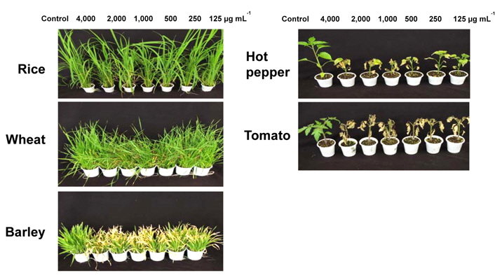 Phytotoxicity of ethyl acetate fraction of S. scopuliridis KR-001 culture broth on crops in a greenhouse condition. The ethyl acetate fraction from S. scopuliridis KR-001 culture broth showed inhibitory effects on five representative crops such as rice, wheat, barley, hot pepper and tomato. Ethyl acetate fraction was treated by foliar application method and its herbicidal activity was measured by visual injury at 14 days after the treatment.