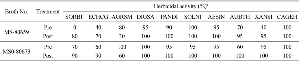 Herbicidal activity of pre and post-emergence treatment of two Streptomyces species to several weeds in a greenhouse condition.