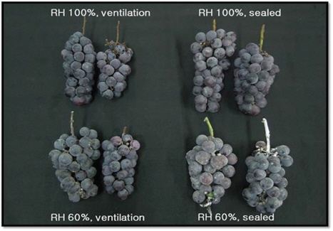 Occurrence of white stain symptom on the grape cluster artificially infected with Acremonium acutatum and Trichothecium roseum at 25℃, various RH and ventilation conditions.