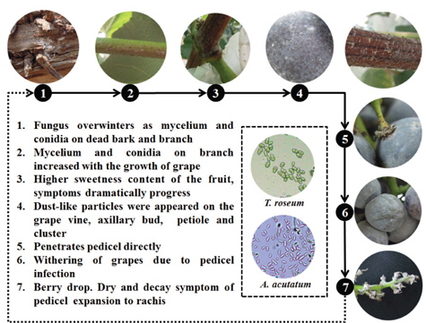 Ecology cycle of white stain symptom by Trichothecium roseum and Acremonium acutatum on ‘Kyoho’ and ‘Campbell-Early’ grape.