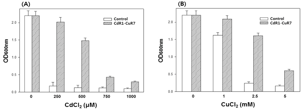 Cd and Cu sensitivities in control and CdR1-CuR7 yeast cells.