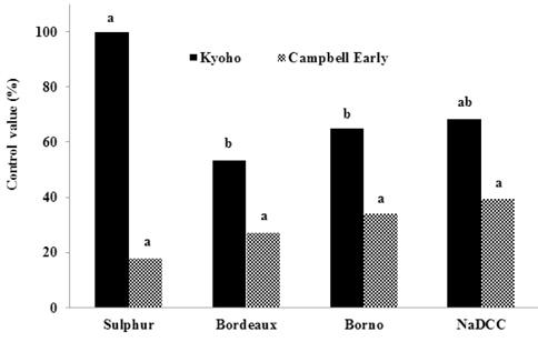 Suppressive effect of three environmental-friendly materials and NaDCC on the development of white-stain symptoms on two grape varieties, ‘Kyoho’ and ‘Campbell-Early’. Black Bars: Sprayed directly on the fruit(Kyoho), Dotted Bars: Sprayed on the fruit bag(Campbell-Early). Bars with the same letter are not significantly different according to Duncan’s multiple range test at the 0.05 level.