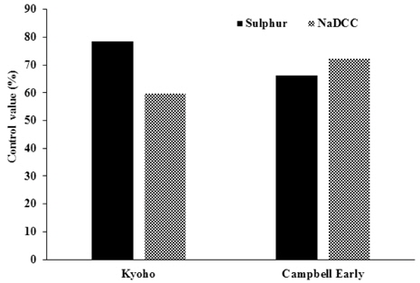 Comparison of control efficacy of sulphur and NaDCC against white-stain symptoms between in Kyoho and in Campbell-Early. The Survey was conducted seven days after spraying sulphur and NaDCC three times at 7-day intervals from early onset of white-stain symptoms.