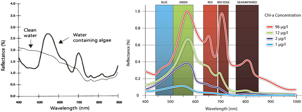 Comparison of spectrum between water containing algae and clean water (left, Jenson, 2006) and Chlorophyll-a reflectance for different concentration in water in the visible and NIR spectrum (right, RapidEye inc.).