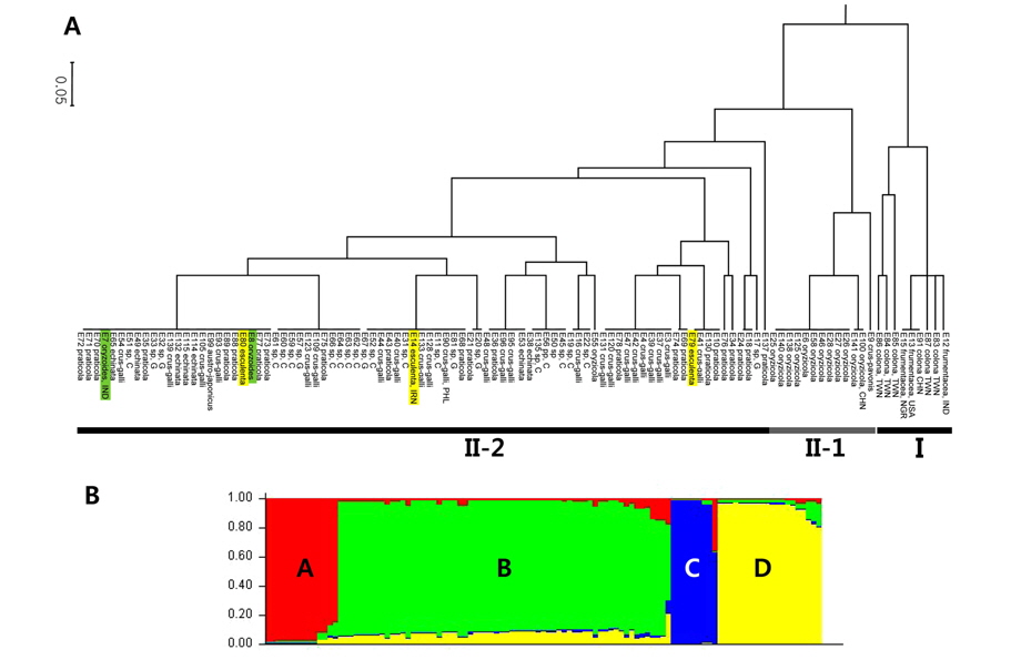 A. UPGMA dendrogram generated from 107 Echinochloa individuals using four SSR markers. Clade I was consisted of E. colona and its progenitor, E. frumentacea. Clade II was divided into two subclades, II-1 and II-2. Subclade II-1 was composed of mainly E. oryzicola and E. crus-pavonis whereas the rest the individuals, E. crus-galli, E. oryzoides, and E. esculenta, were arranged to the subclade II-2. B. Model-based populations of 107 Echinochloa individuals. Each accession is divided into a number of hypothetical sub-populations based on the proportional membership coefficients totaling 1 at K = 4. The two of subpopulations, C and A, were corresponded to the I and II-1 and the other two, B and D, were arranged to the clade II-2 of the UPGMA dendrogram.