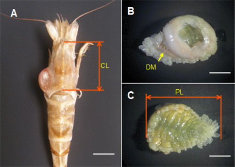 Infested shrimp and its parasite. A, Female Argis lar infested by the bopyrid isopod on the left side of the cephalothorax (dorsal view); B, Bopyrid isopod Argeia pugettensis female with dwarf male parasite (dorsal view); C, Female Argeia pugettensis in ventral view. Scale bars: A, 10 mm; B and C, 5 mm. CL: carapace length, DM: dwarf male, PL: parasite length.